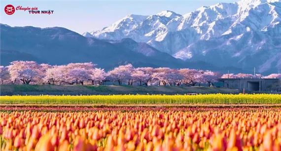 Tour Nhật Bản Cung Đường Romantic Mùa Hoa Anh Đào 2026